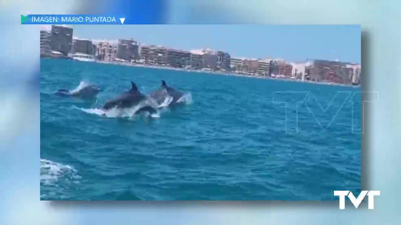 Imagen de Un grupo de delfines mulares frente a la costa torrevejense