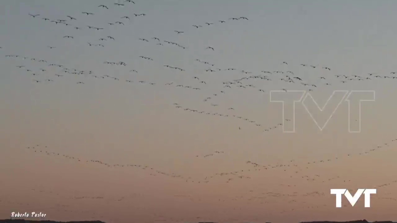 Imagen de Cientos de flamencos regresan a la Laguna para dar de comer a sus polluelos