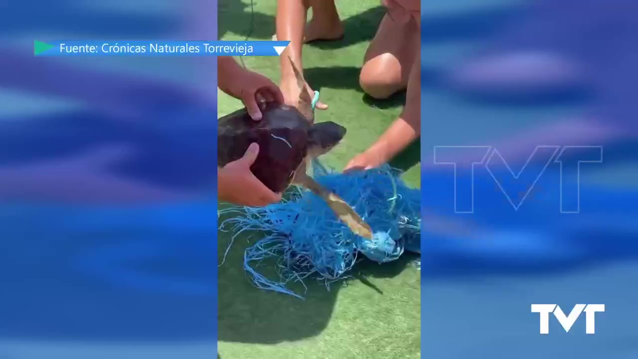 Imagen de Rescatada una tortuga boba enredada en plástico