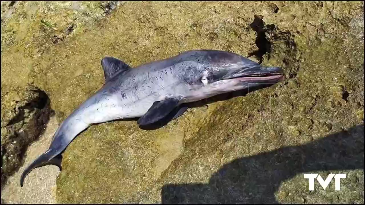 Imagen de Hallada cría de delfín listado varada en la zona rocosa del sur de Torrevieja CORTINILLA