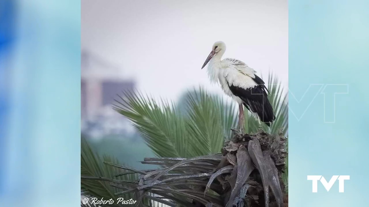 Imagen de Un Cigüeña Blanca hace parada en Torrevieja en su viaje hasta África