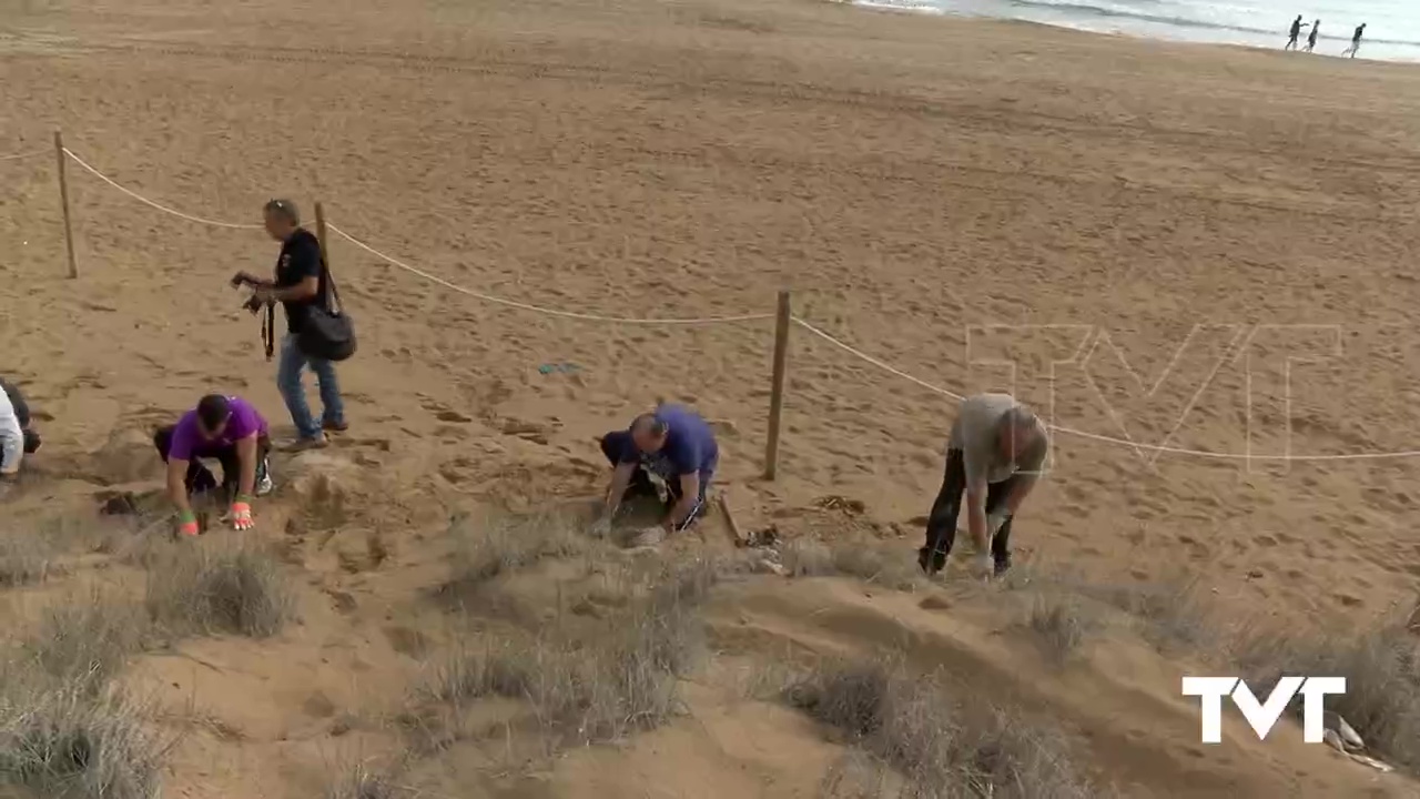 Imagen de Continúan los trabajos de recuperación del bosque dunar en la Mata