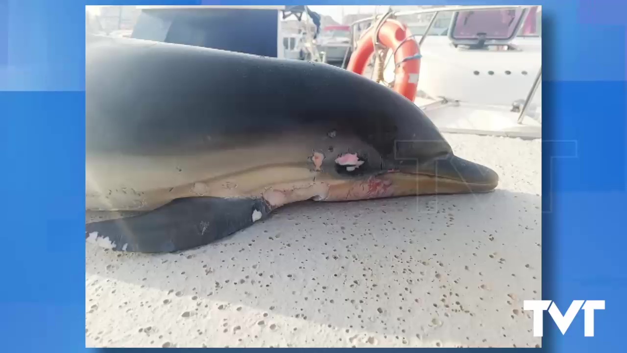 Imagen de Aparece un delfín muerto en las Costas de Torrevieja