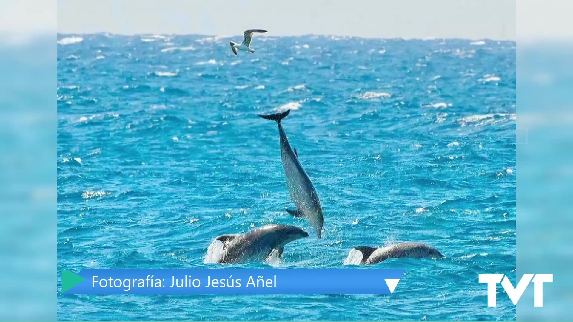 Imagen de Delfines mulares, de nuevo, por la costa torrevejense