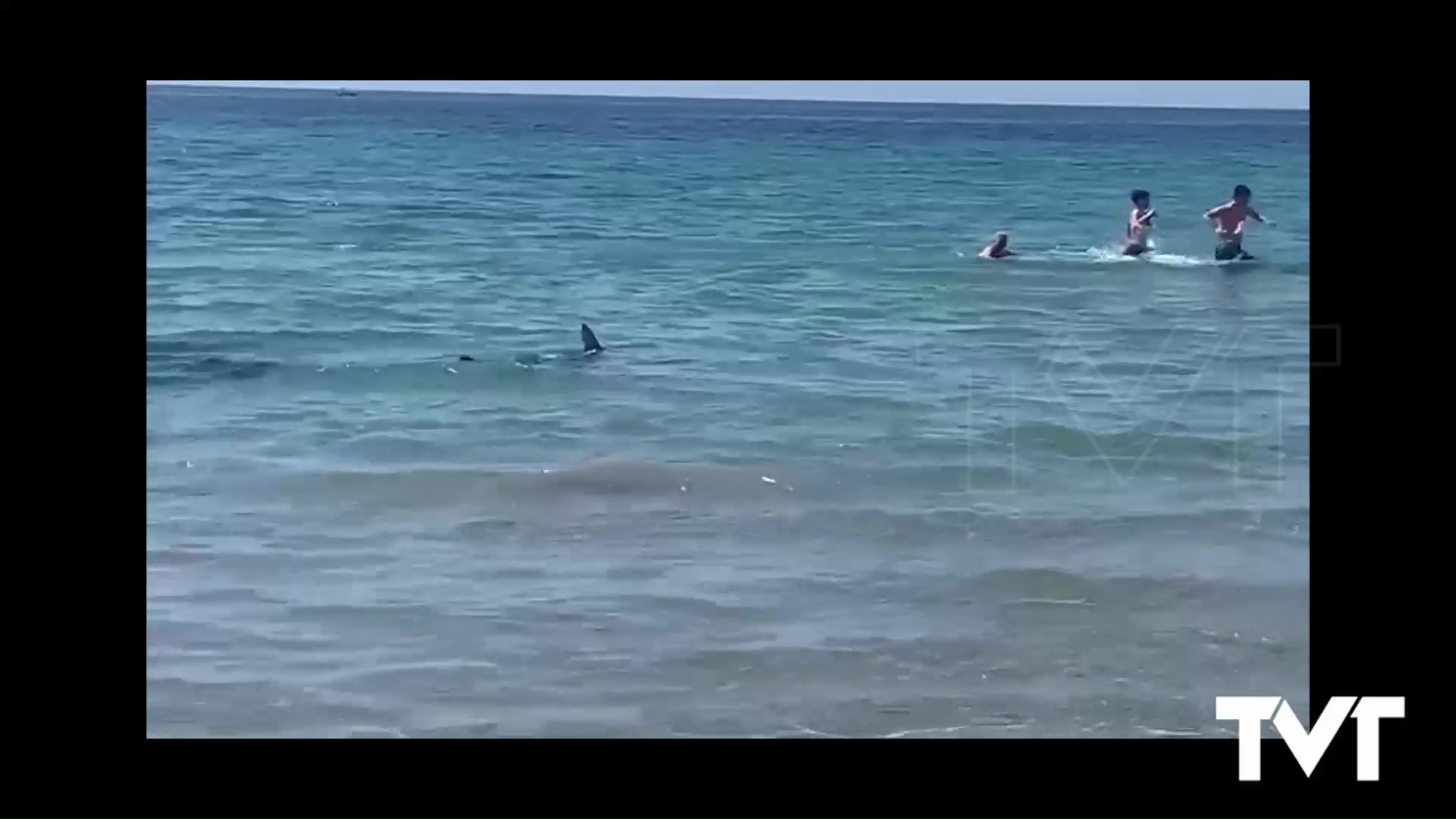 Imagen de Una tintorera de dos metros obliga a desalojar una playa de Orihuela Costa