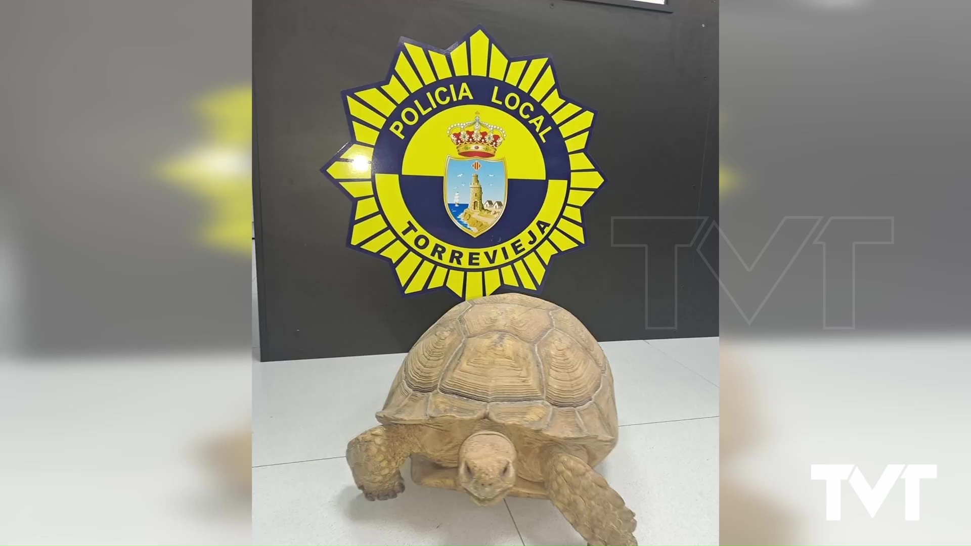 Imagen de Un ciudadano lleva a la policía local de Torrevieja una tortuga «Sulcata»