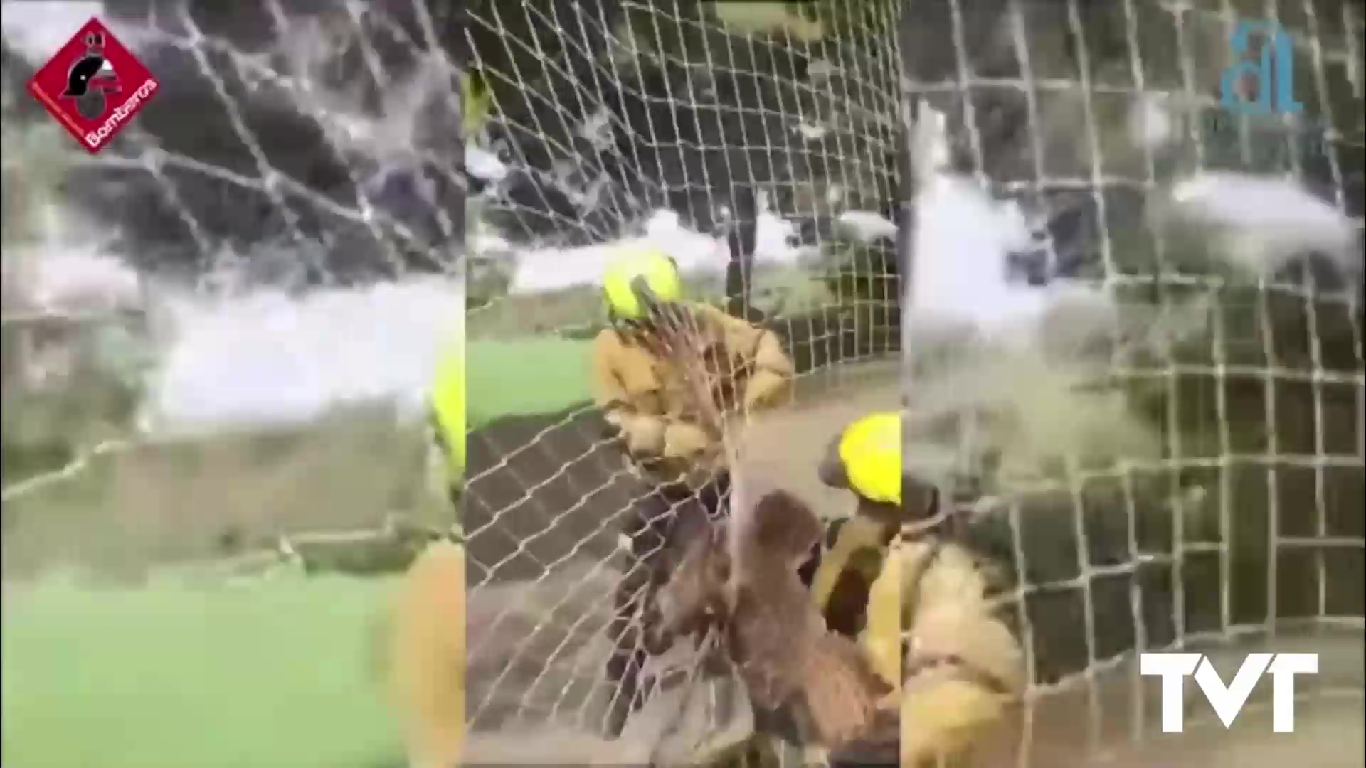 Imagen de Segundo búho real rescatado en una semana por bomberos del parque de Torrevieja