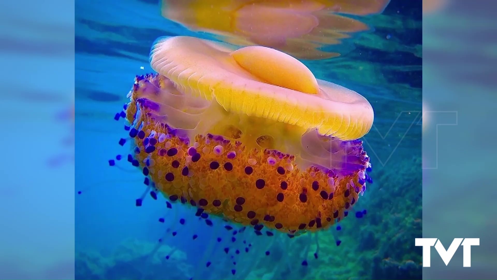 Imagen de Las medusas «Huevo frito» llegan a nuestra costa