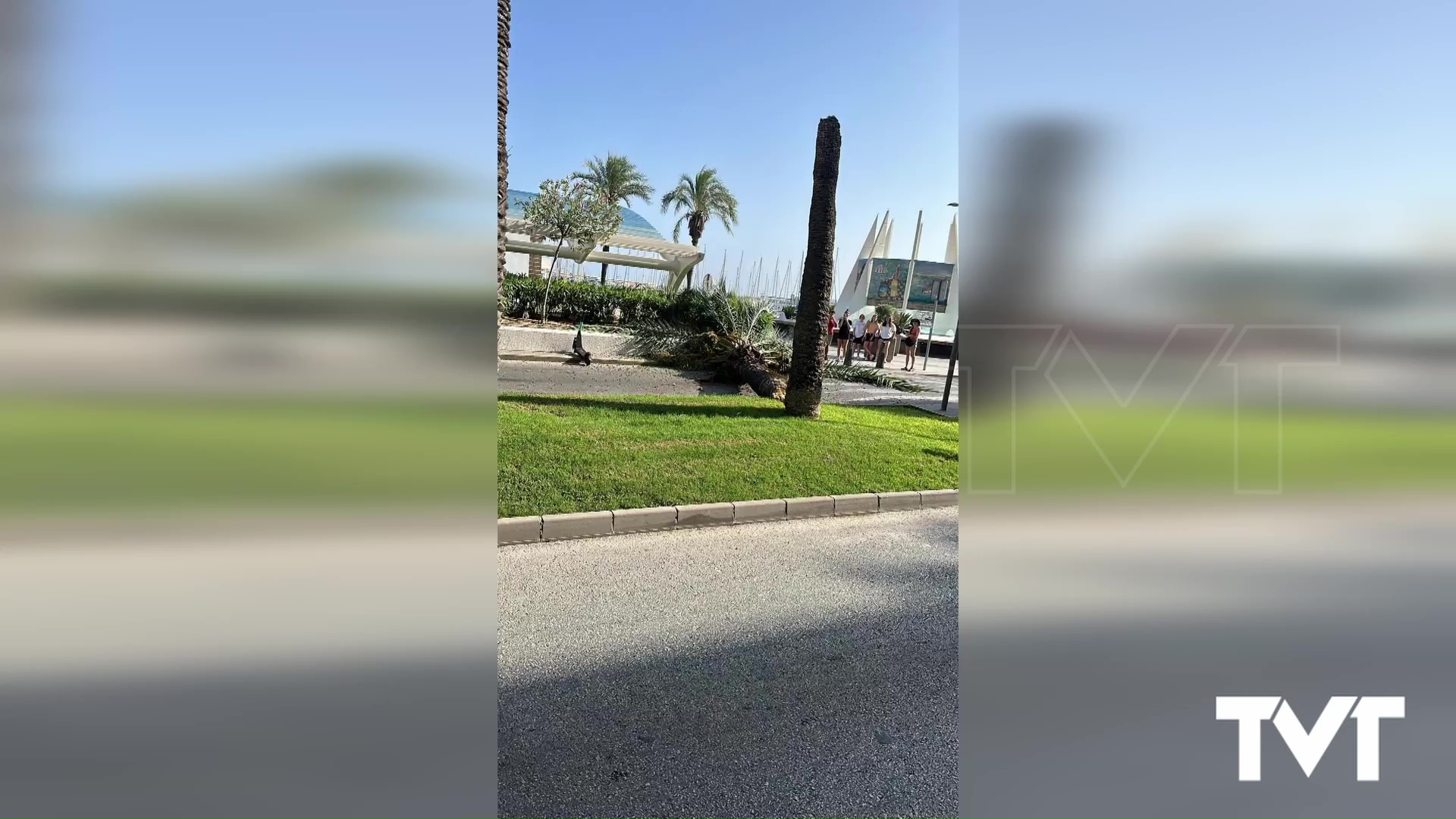 Imagen de Policía solicita la revisión del estado de las palmeras que se ubican en el Paseo Vista Alegre