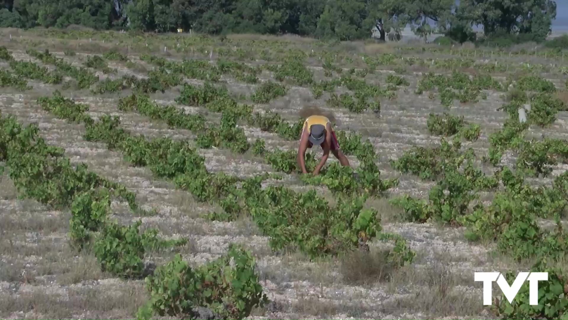 Imagen de Continúa la vendimia en La Mata donde se espera recoger en torno a 20.000 kilos de uva