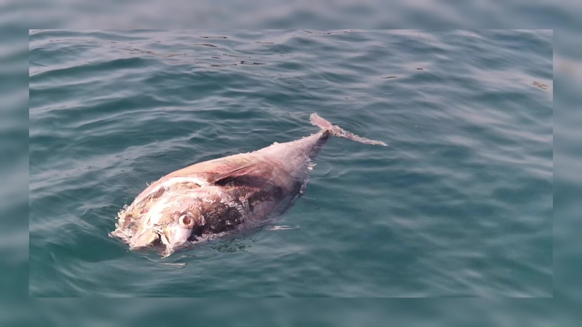 Imagen de Aparecen cadáveres de delfín y atún rojo en el litoral torrevejense