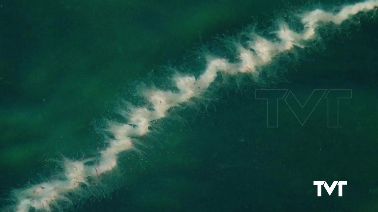 Imagen de Localizada en las costas del distrito marítimo de Torrevieja la presencia de la medusa de hilo