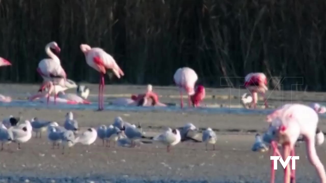 Imagen de La Concejalía de Medio Ambiente adquiere un telescopio terrestre para el seguimiento de las colonias de aves