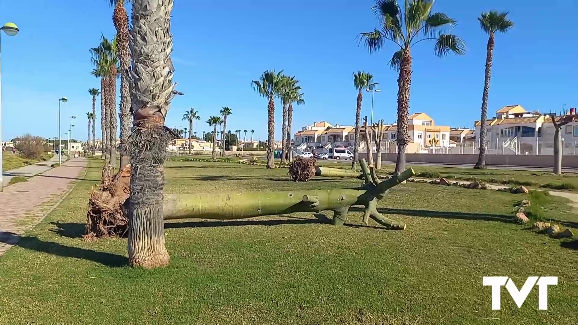 Imagen de 24 árboles que durante 30 años han formado parte del paisaje del Parque de las Naciones se trasplantan junto a la Vía Verde