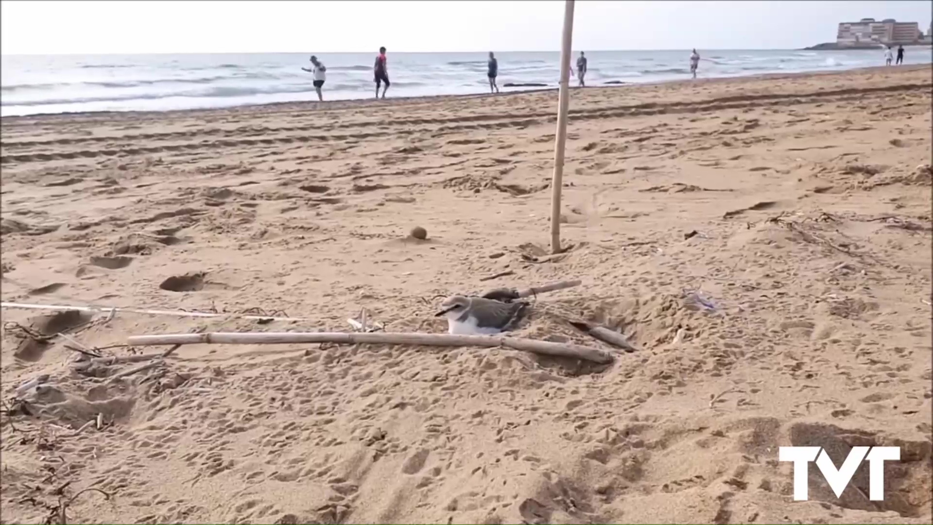 Imagen de Consellería informa favorable la instalación de chiringuitos en la Playa de La Mata en zonas donde se ha verificado que no hay posibilidad de anidamiento de chorlitejo 