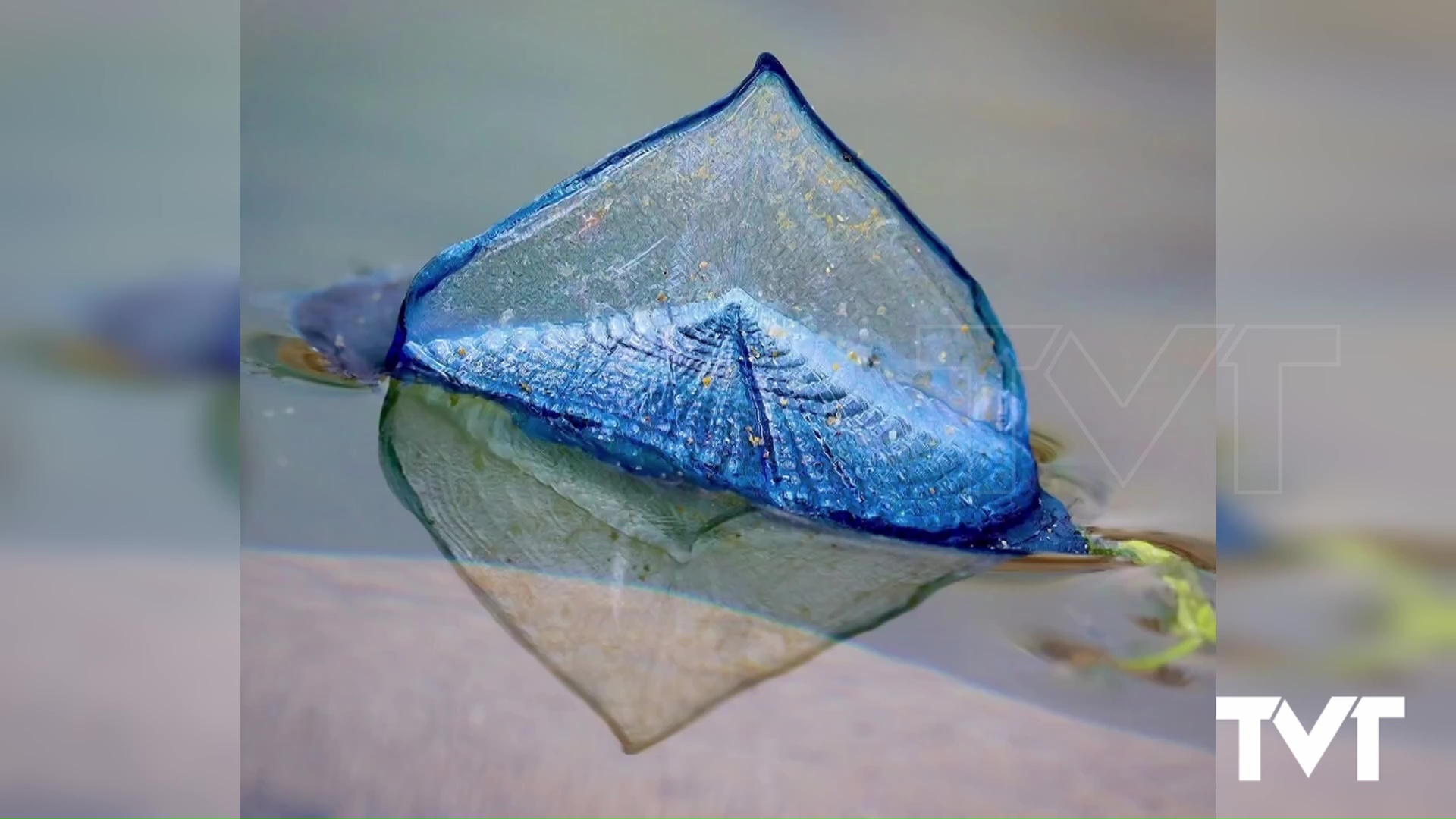 Imagen de Vela de Mar en playas de Torrevieja 