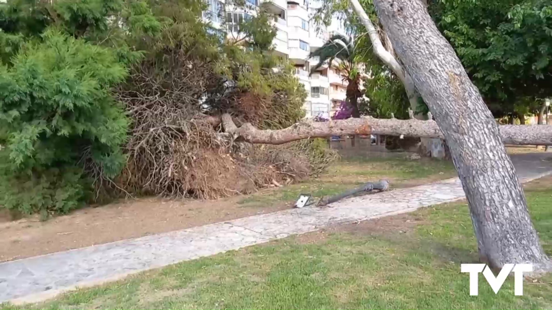 Imagen de Cae un pino centenario de gran porte en el Parque de Doña Sinforosa. No ha sido el único en este 2024 