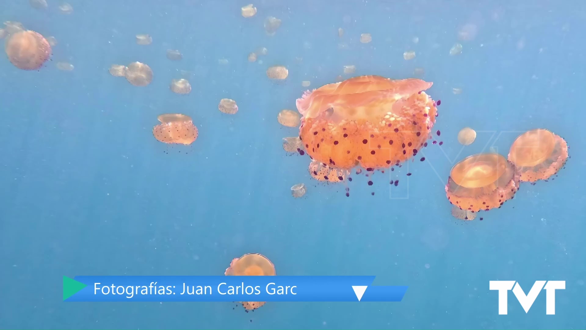 Imagen de Comienzan a verse las primera medusas «Huevo frito» en la costa torrevejense