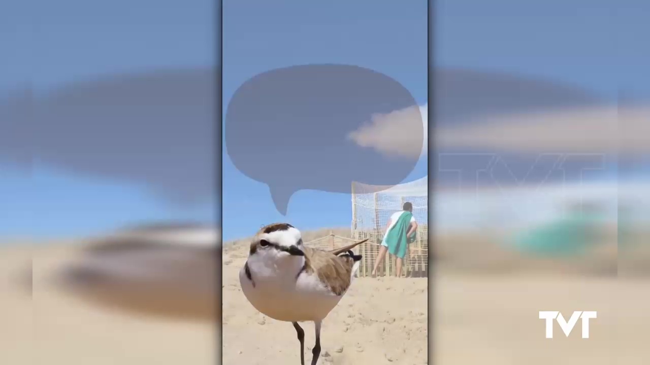 Imagen de 	Dos chorlitejos patinegros, Berta y Berto, cuentan la historia de Puri, la tortuga boba que anidó en la Playa de La Mata
