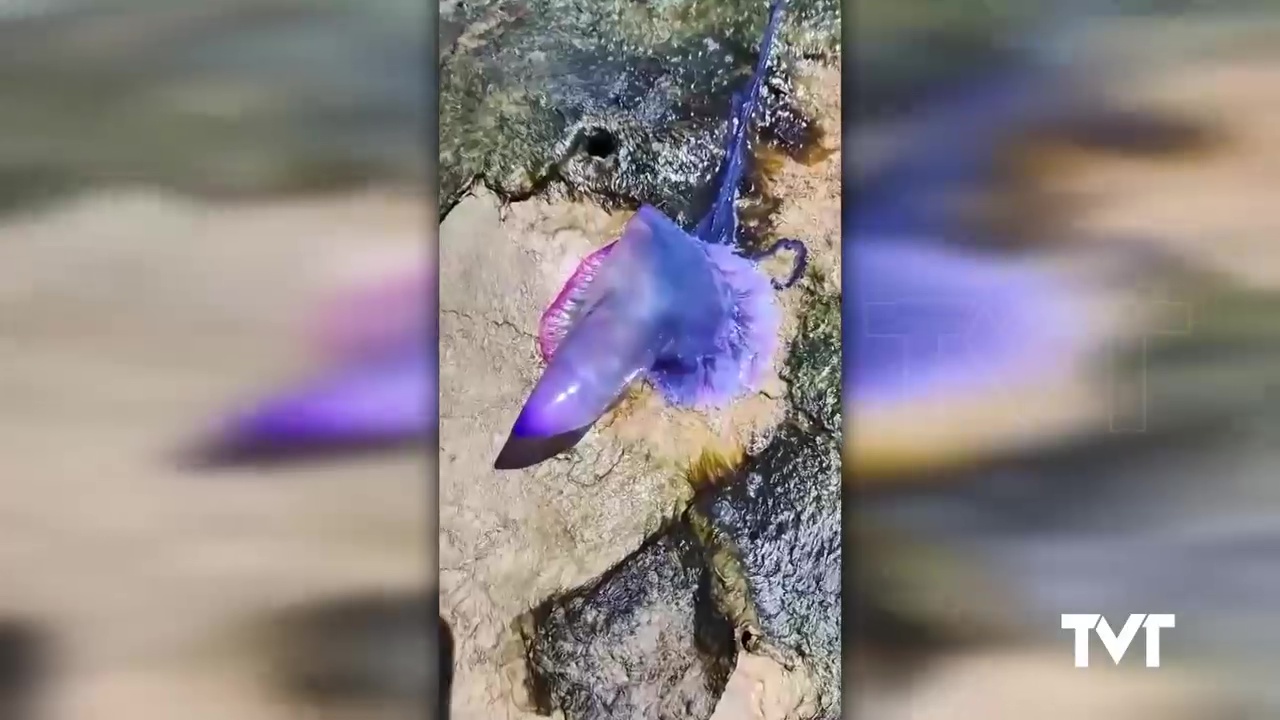Imagen de Detectada una carabela portuguesa en las Calas de Torrevieja. Precaución