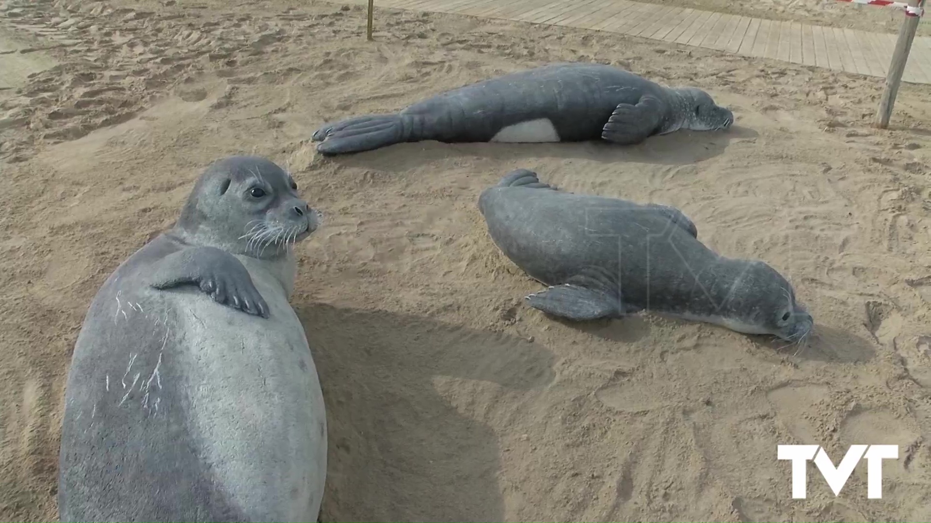 Imagen de La foca monje, protagonista en la playa de Los Náufragos