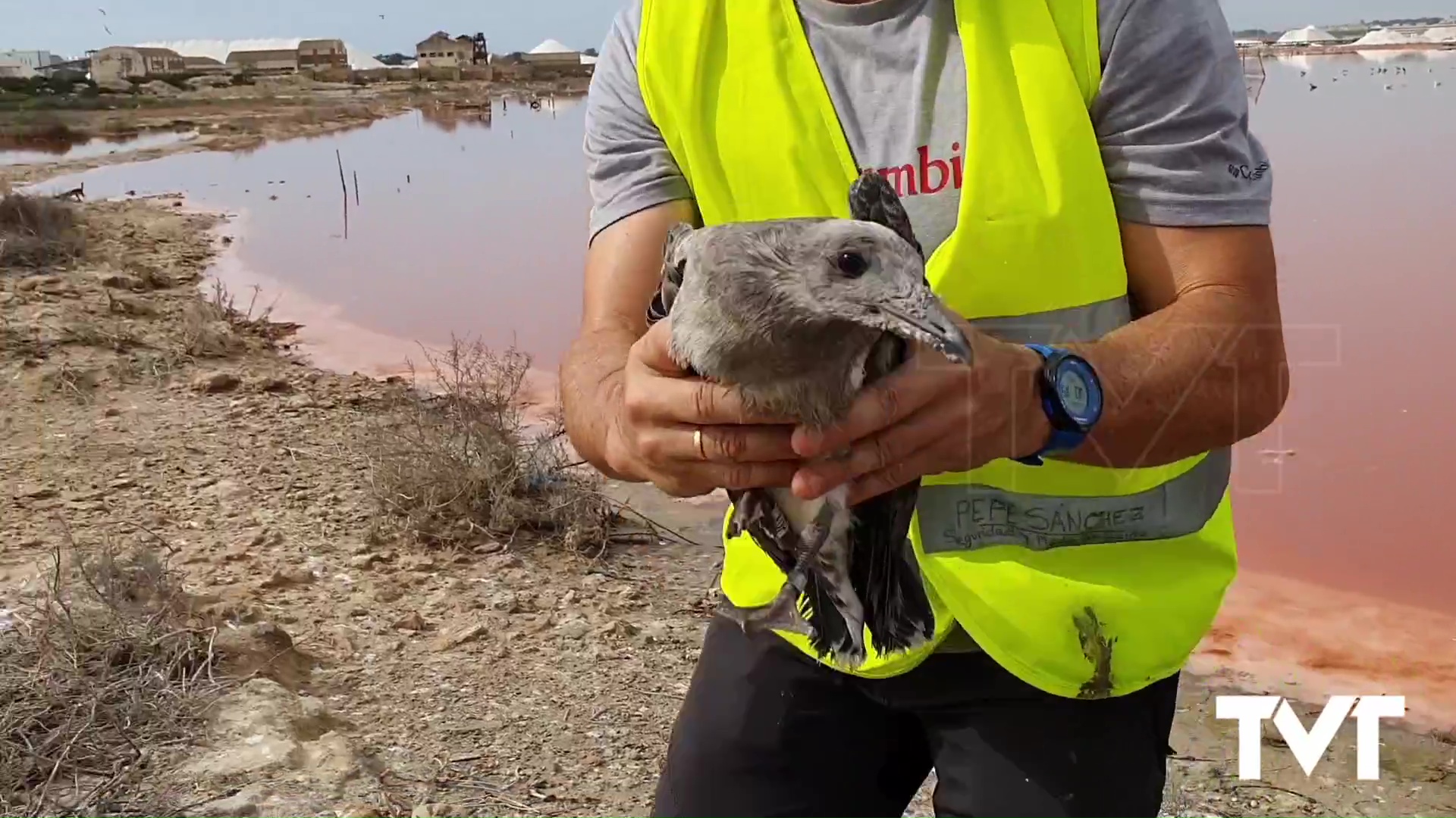 Imagen de El parque natural de La Mata y Torrevieja registra 2.014 nidos de gaviota audouin 