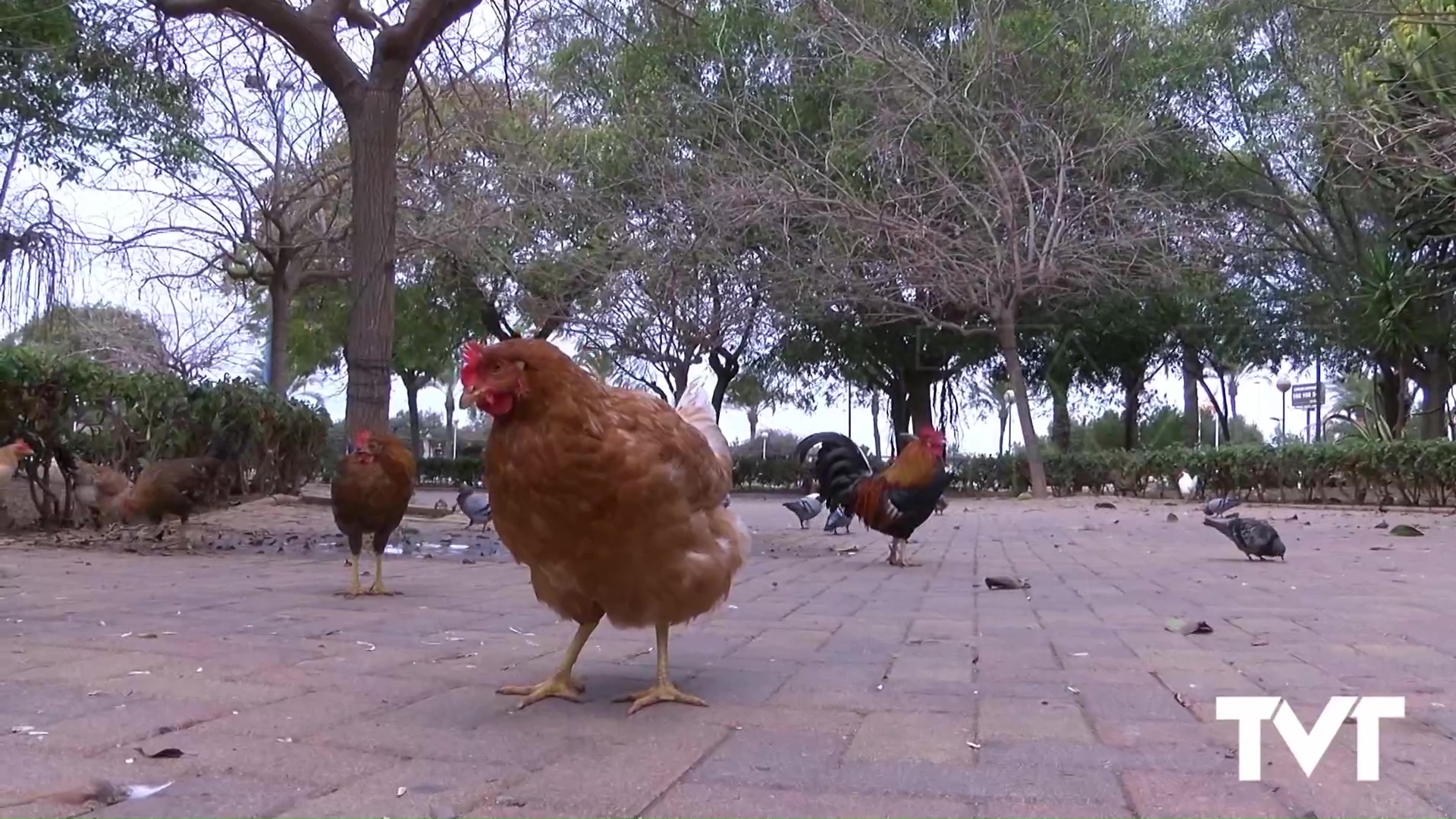 Imagen de Sale a licitación la contratación del servicio de control, recogida en vivo y traslado de aves gallináceas en Torrevieja 
