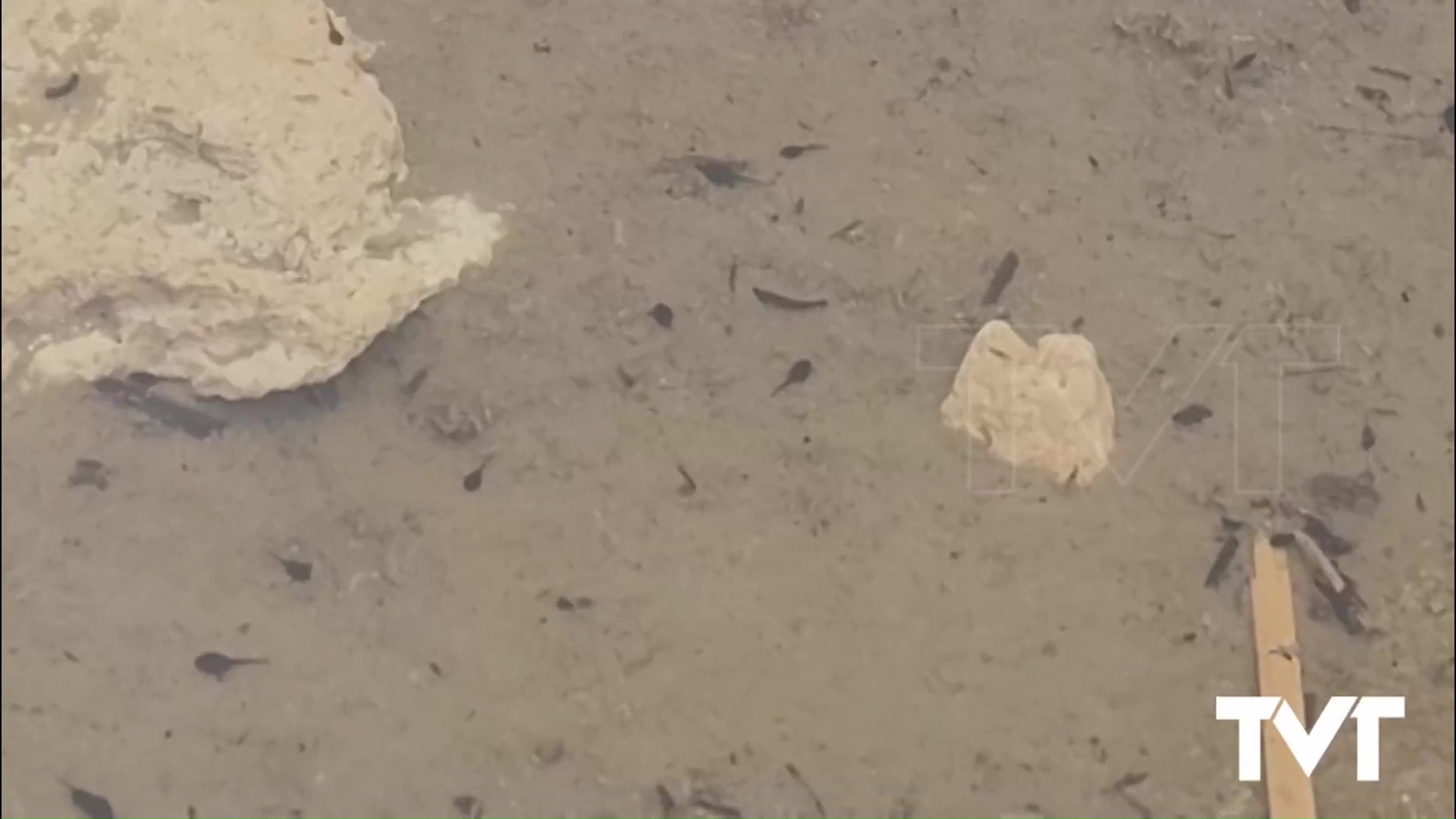 Imagen de Una red de charcas para anfibios en el Parque Natural de La Mata y Torrevieja