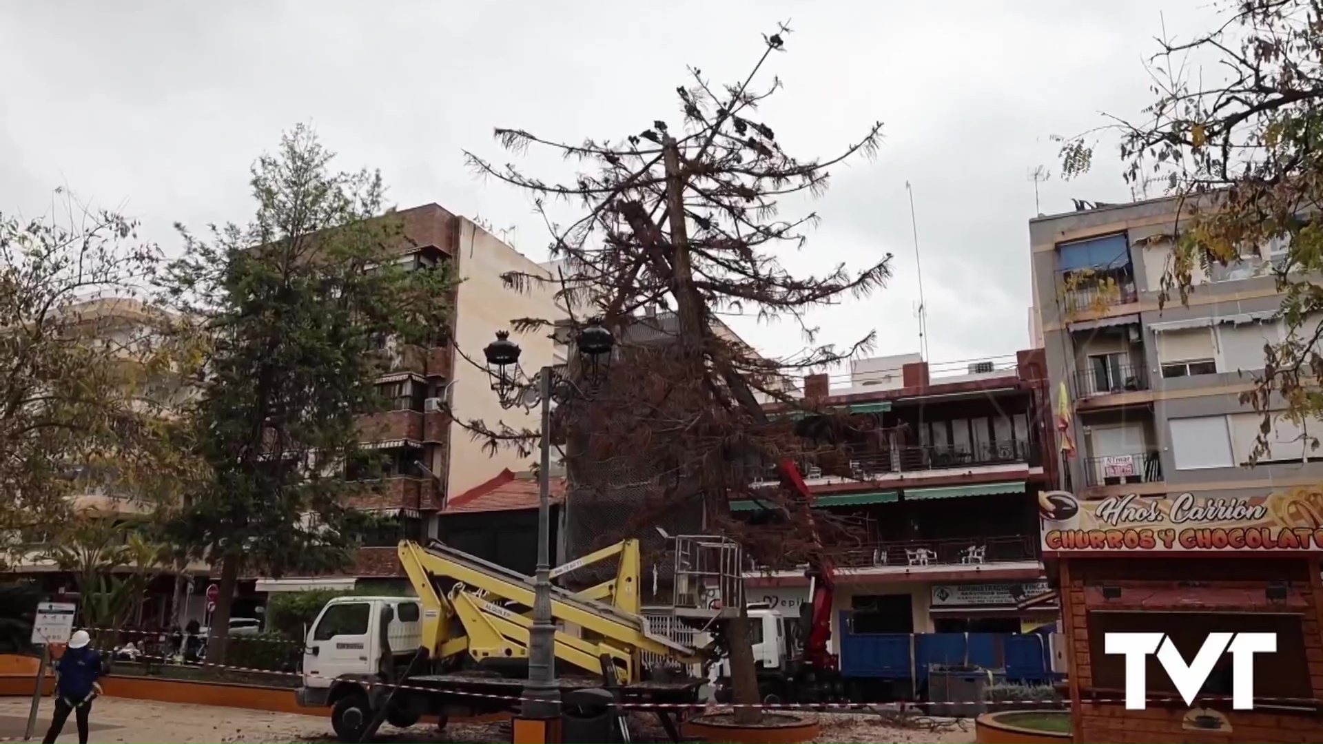 Imagen de Una Araucaria desaparece y se trasplanta un Ciprés de Leylad en la Plaza de la Constitución 