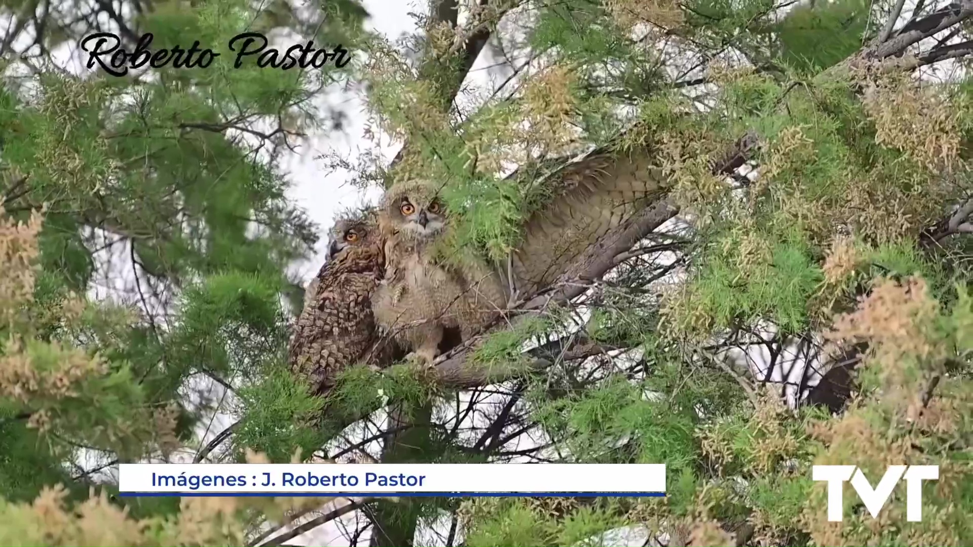 Imagen de Un parque natural repleto de hermosas criaturas 