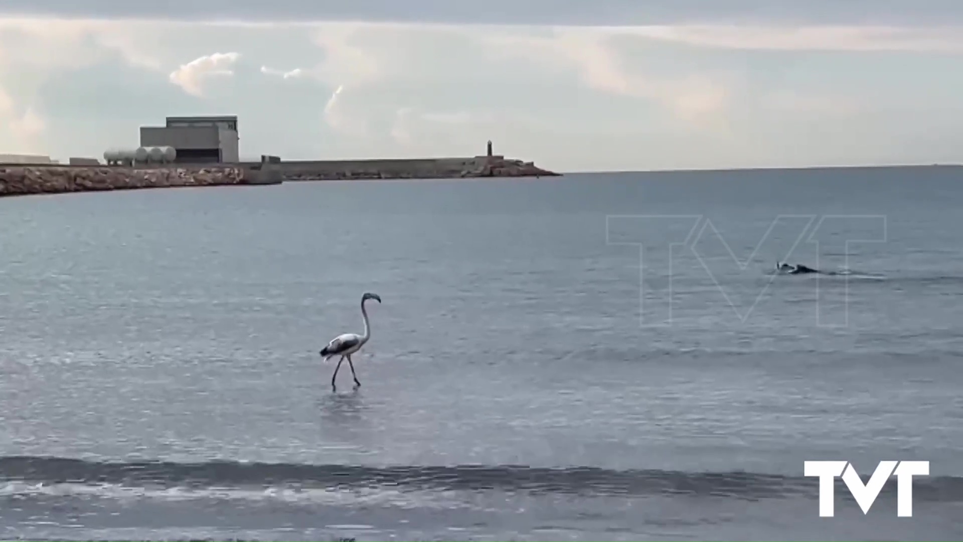 Imagen de Un joven flamenco pasea por la orilla de la Playa de los Náufragos