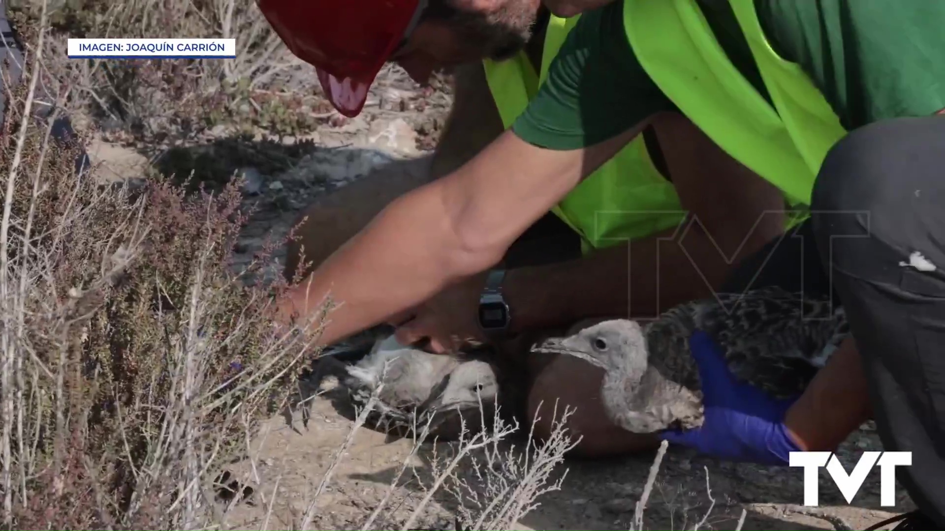 Imagen de 300 pollos de gaviota audouin anillados en el entorno de la Salinas. 100 más que en 2024 