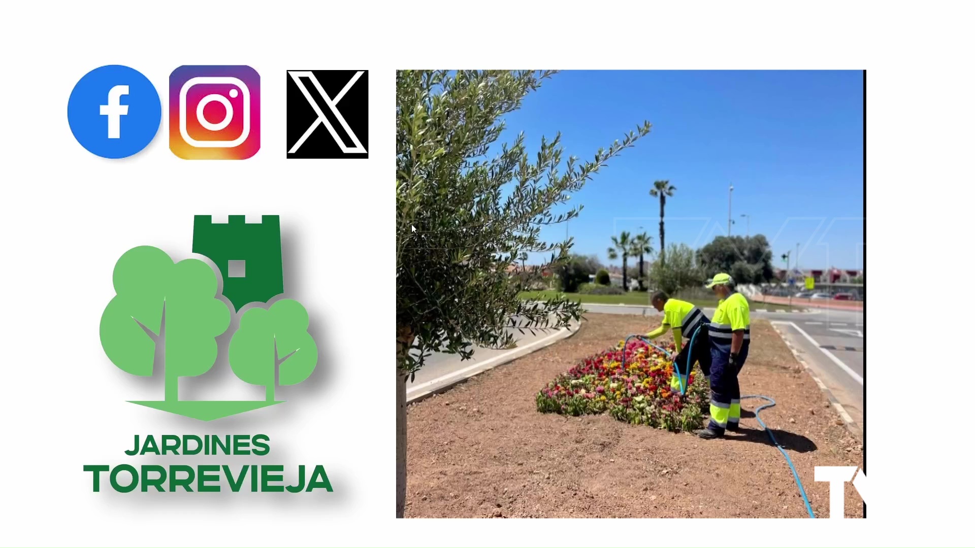 Imagen de El servicio de parques y jardines de Torrevieja abre su trabajo en redes sociales: «jardinesdetorrevieja»