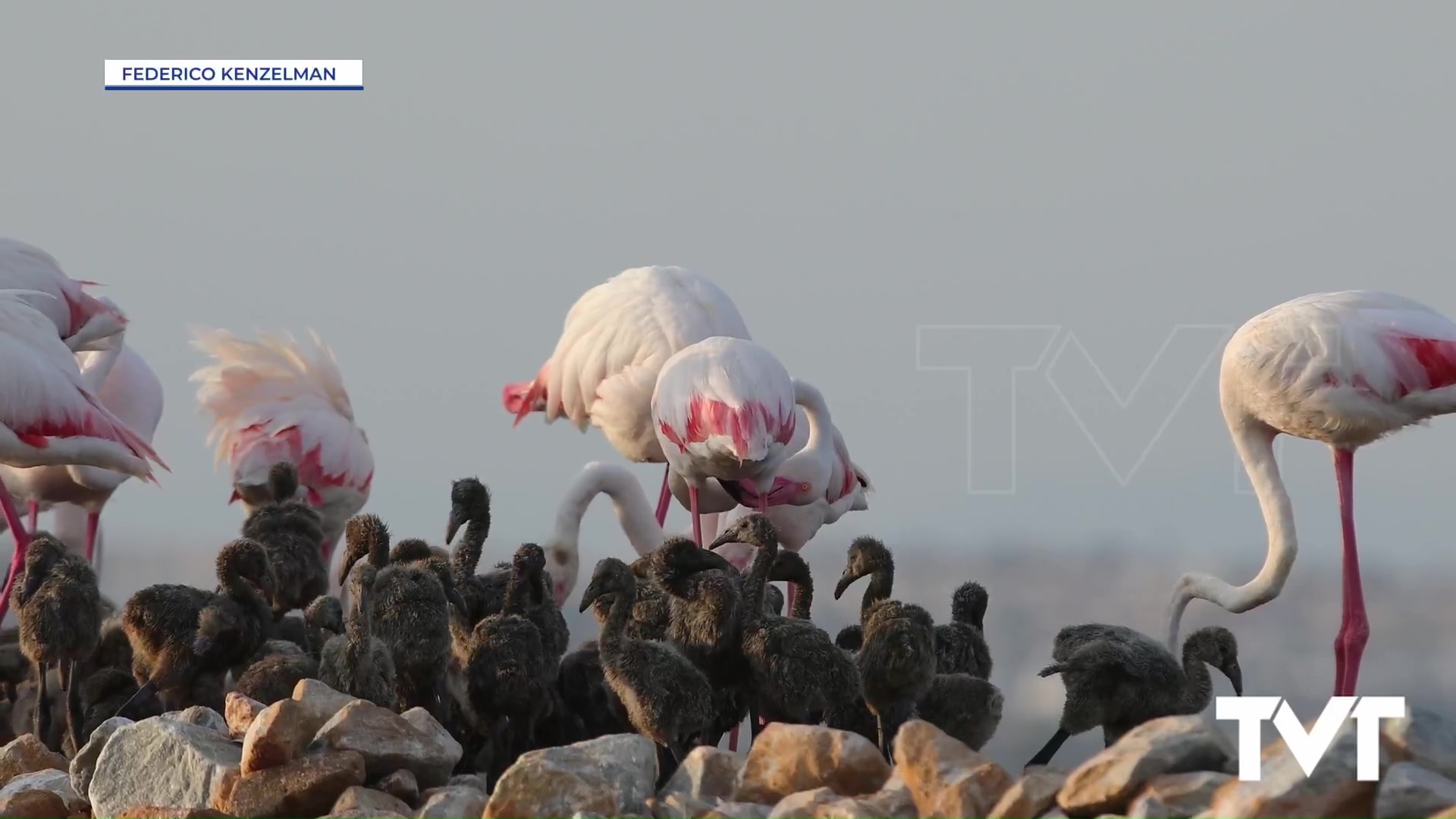 Imagen de Todavía no ha terminado el recuento oficial pero se estima que unos 6000 pollos de flamenco común son los nacidos este año en nuestro parque natural