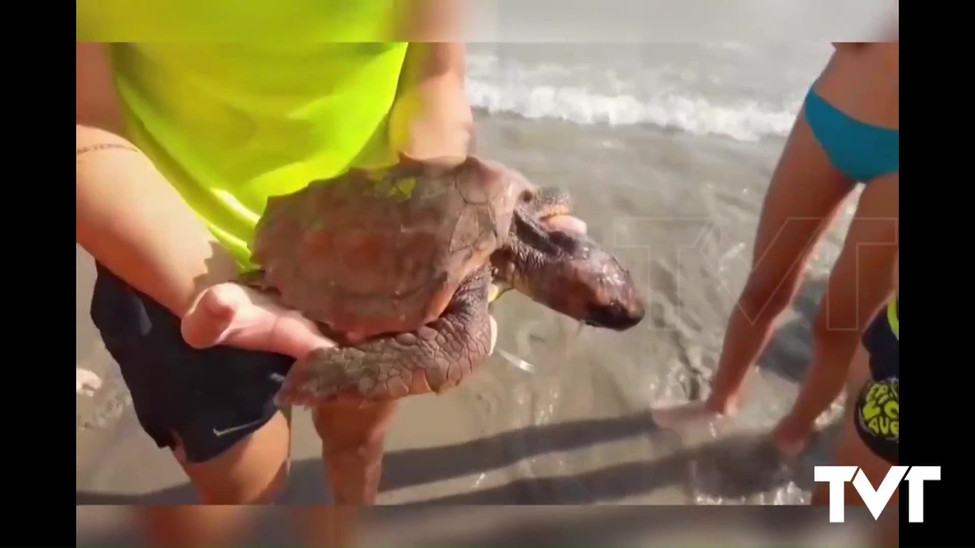 Imagen de Rescate de una tortuga boba juvenil que había ingerido un globo de helio caído al mar