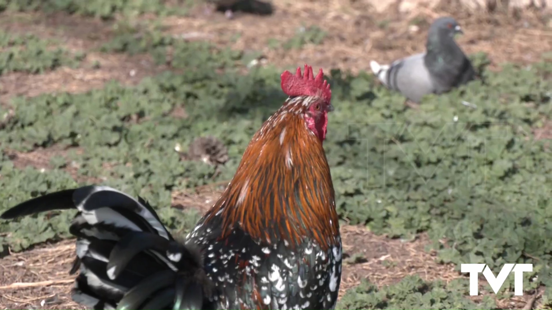 Imagen de Vox Torrevieja propone reubicar las gallinas en huertos escolares