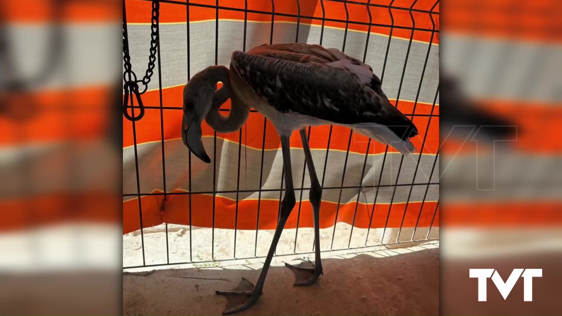 Imagen de Rescatan a un flamenco en la cinta de sal