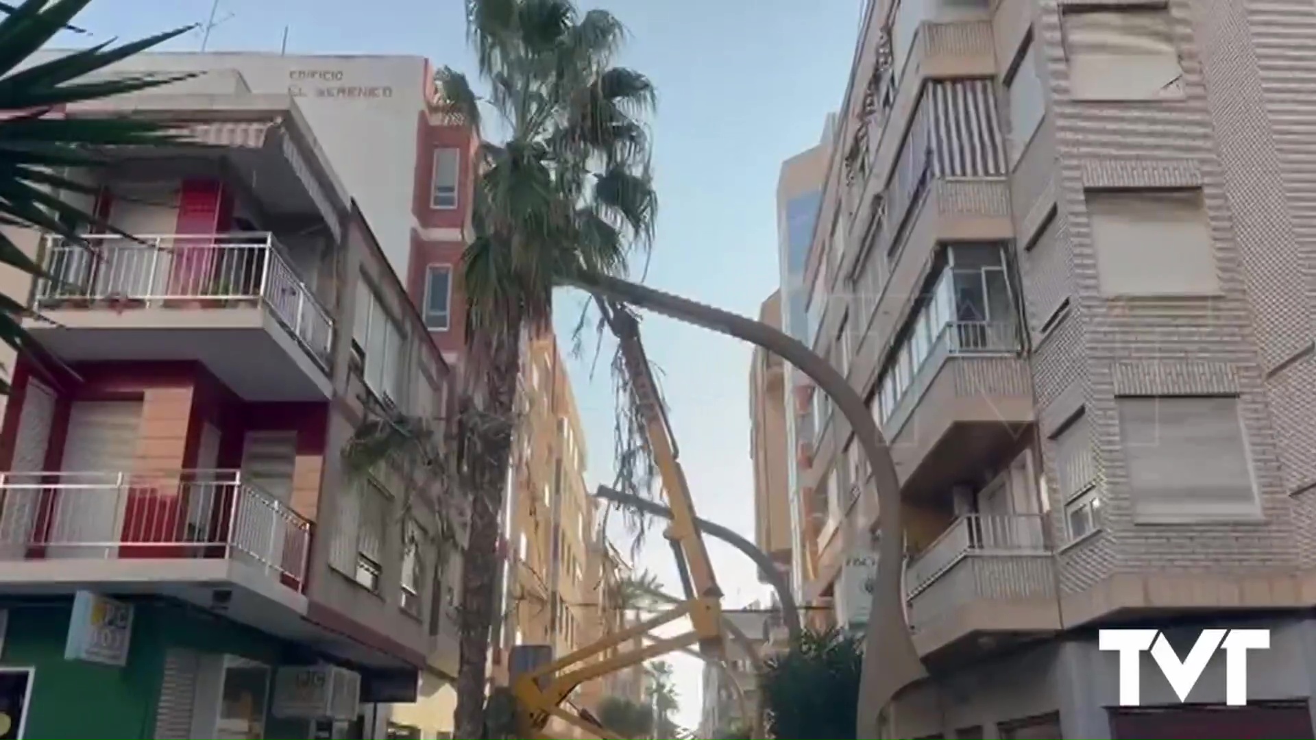 Imagen de Labores de poda y mantenimiento en un centenar de palmeras