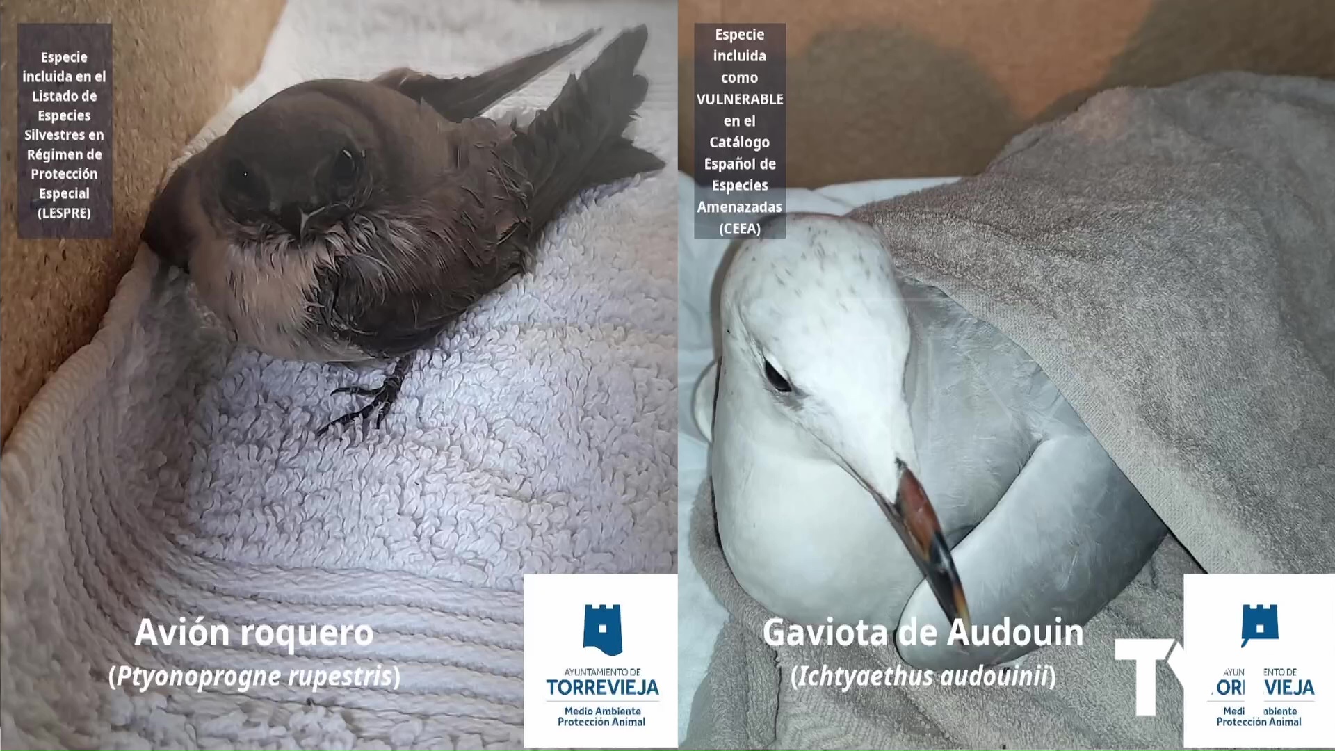 Imagen de Rescatada una gaviota de Audouin y un ejemplar de avión roquero