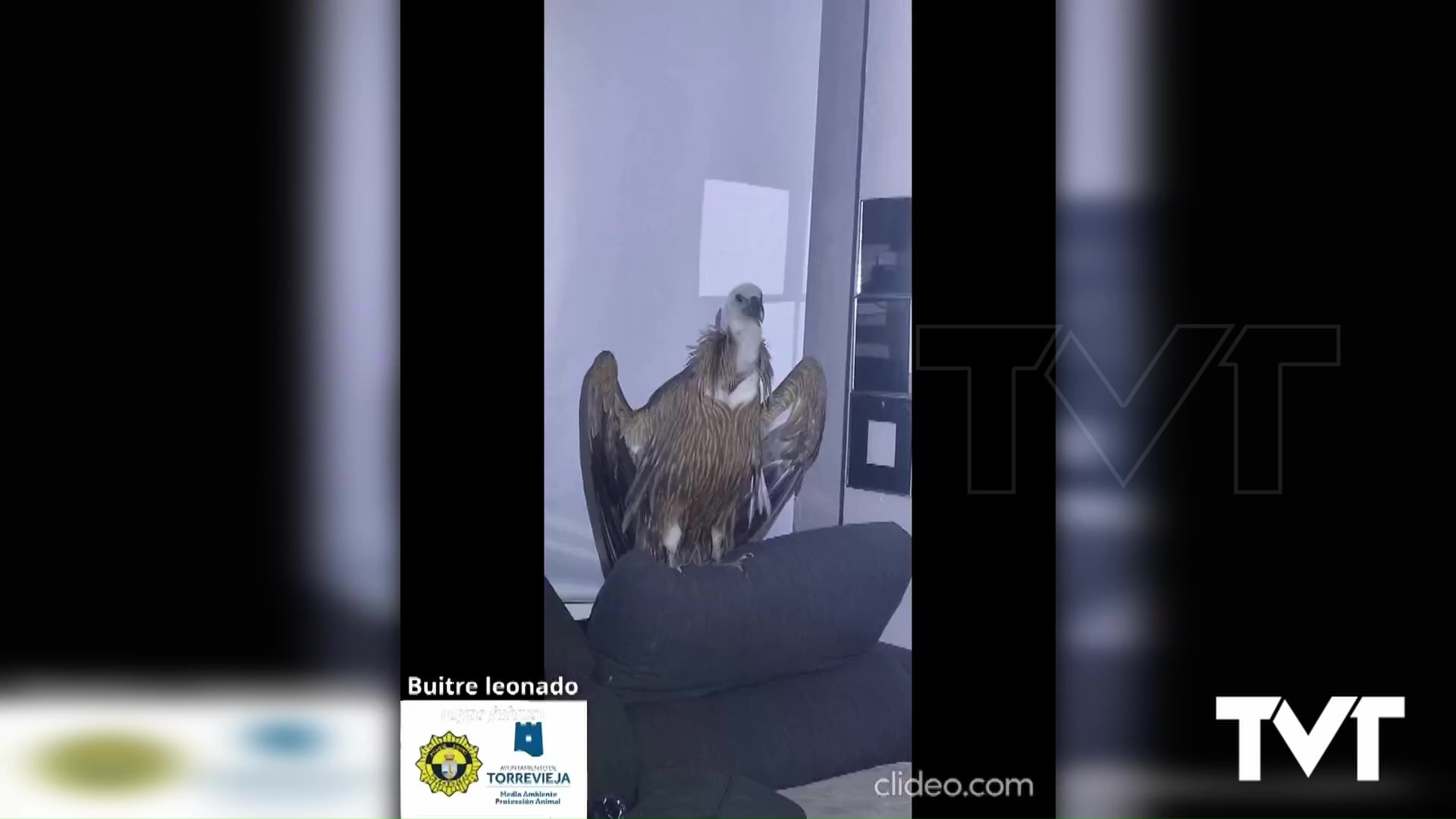 Imagen de Rescatado un Buitre Leonado en Torrevieja