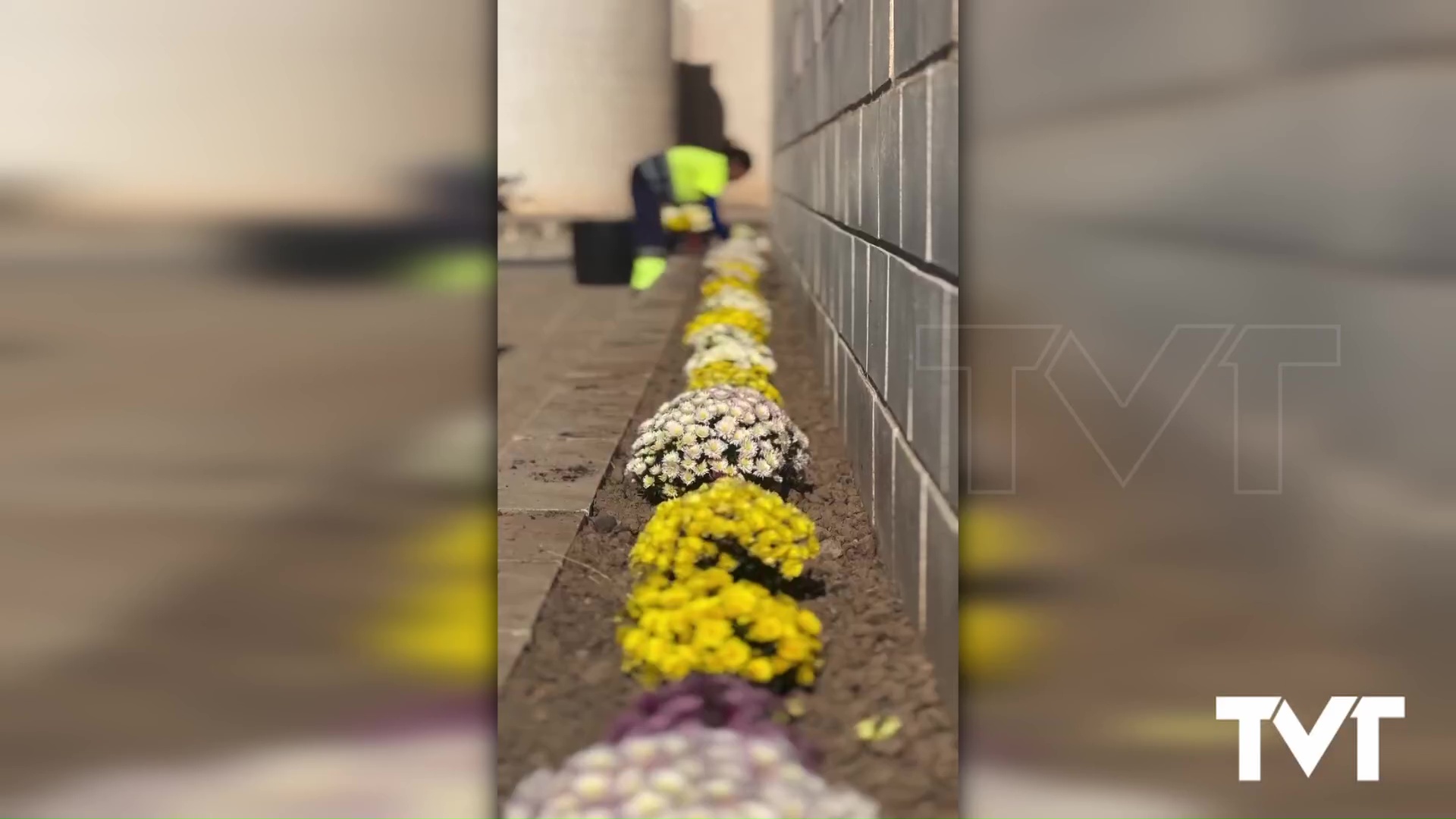Imagen de Campaña especial de mantenimiento y plantación de flores en los cementerios de Torrevieja y La Mata con motivo del día de Todos los Santos