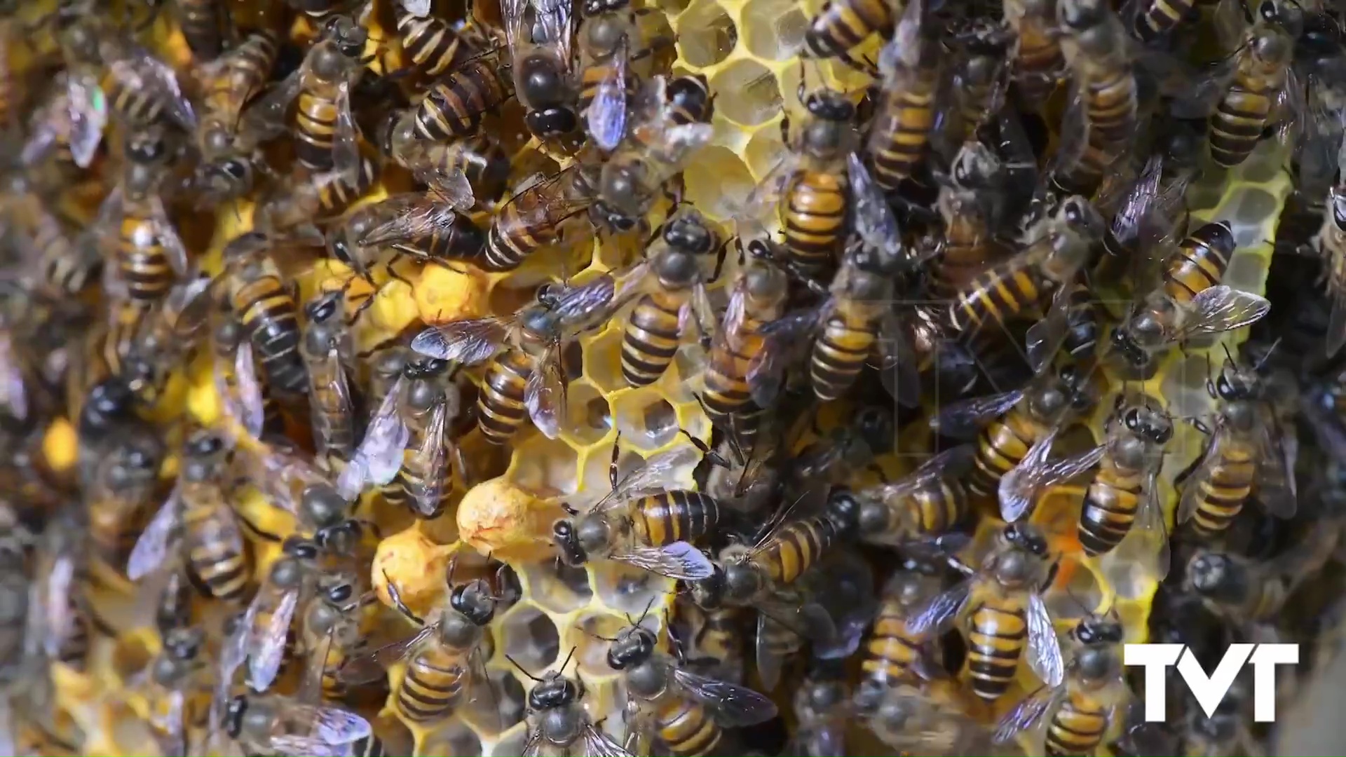 Imagen de Es muy probable que la avispa asiática llegue también a nuestra zona