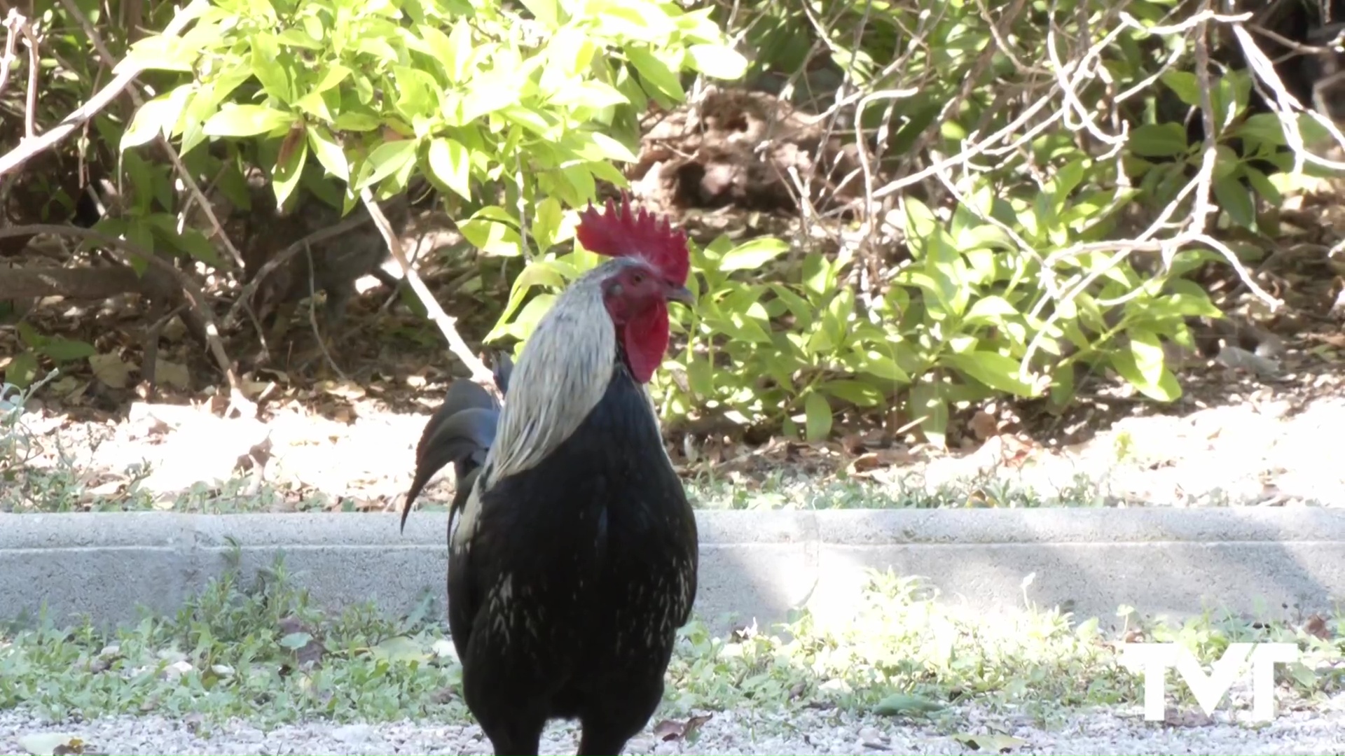 Imagen de Salud pública confirma que no se ha detectado hasta la fecha ningún caso positivo del virus de la influenza aviar en el término municipal de Torrevieja
