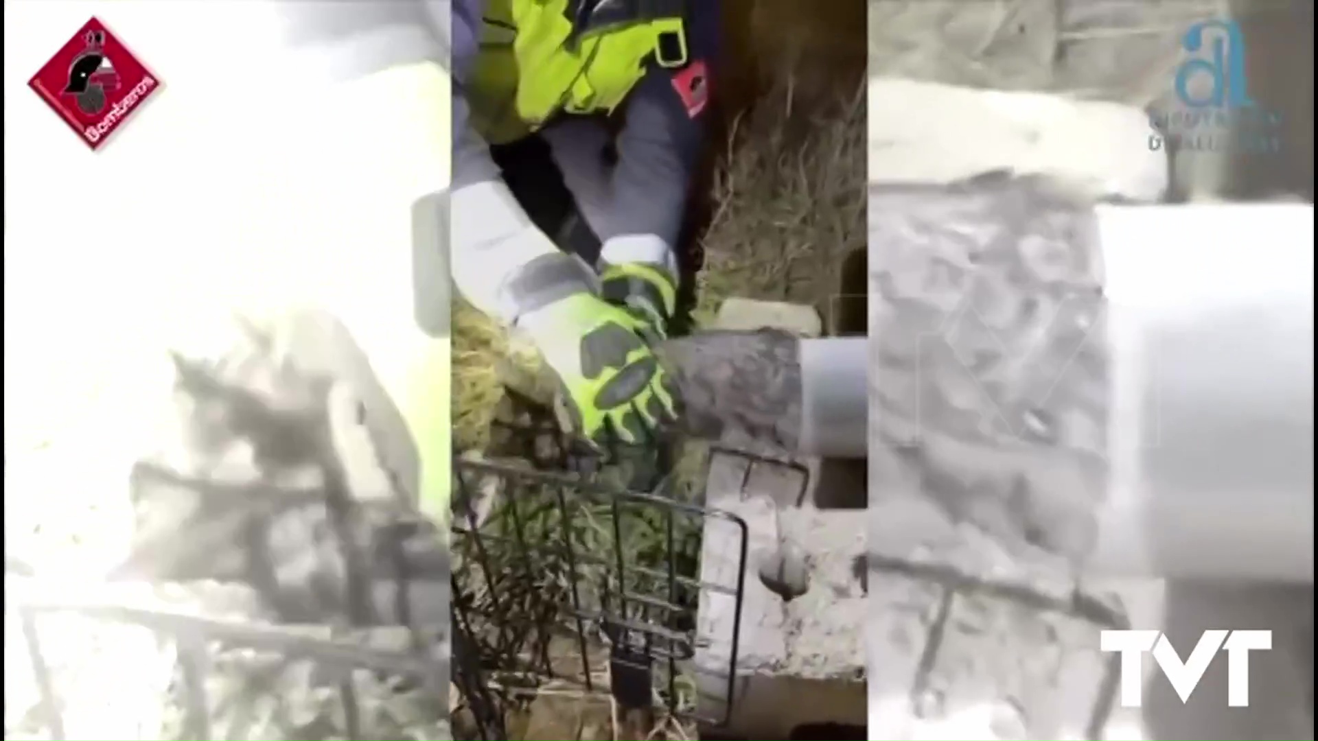 Imagen de Bomberos rescatan un gatito atrapado en el interior de una farola