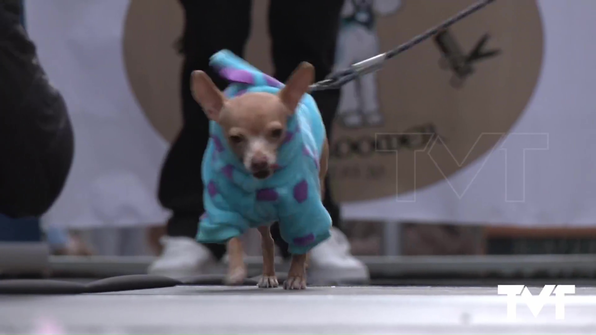 Imagen de El Carnaval de Torrevieja llega también al mundo animal