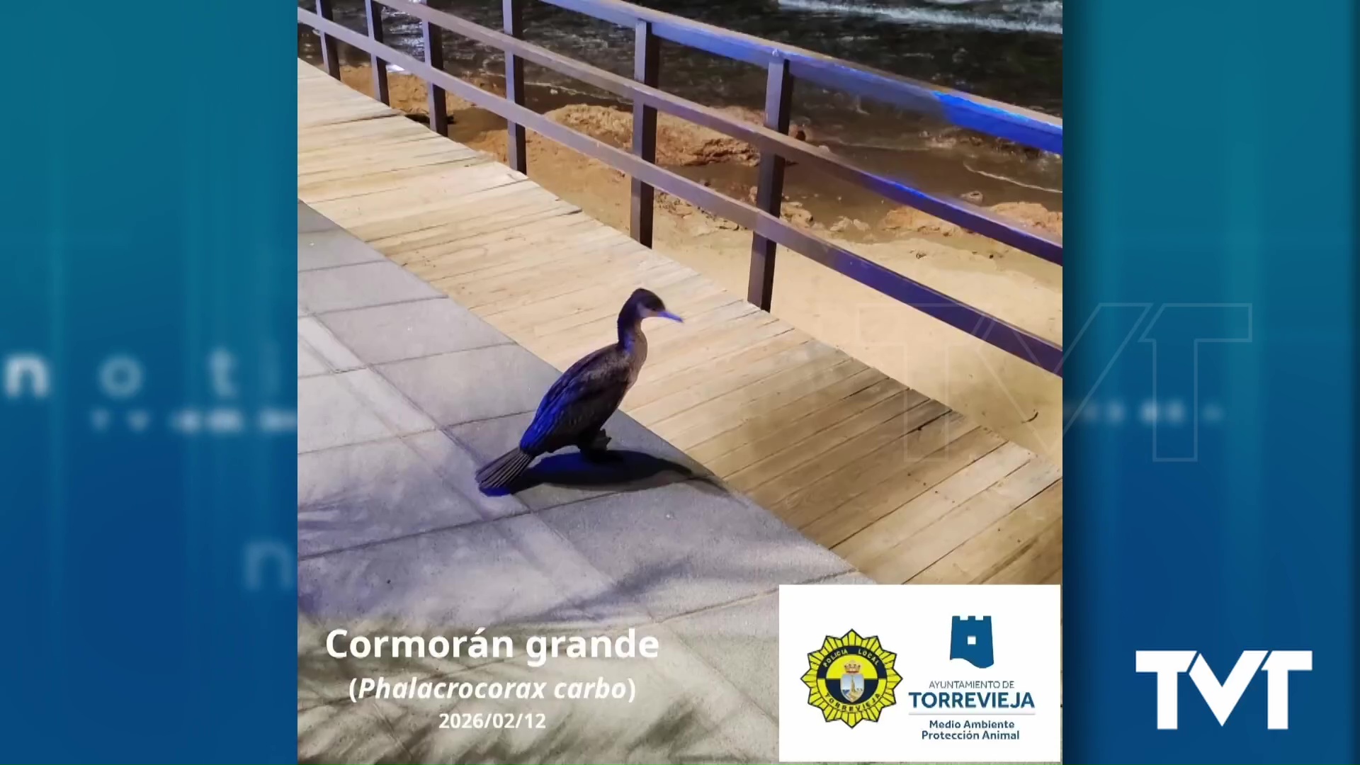 Imagen de Rescate de fauna silvestre en el Paseo de la Playa del Cura