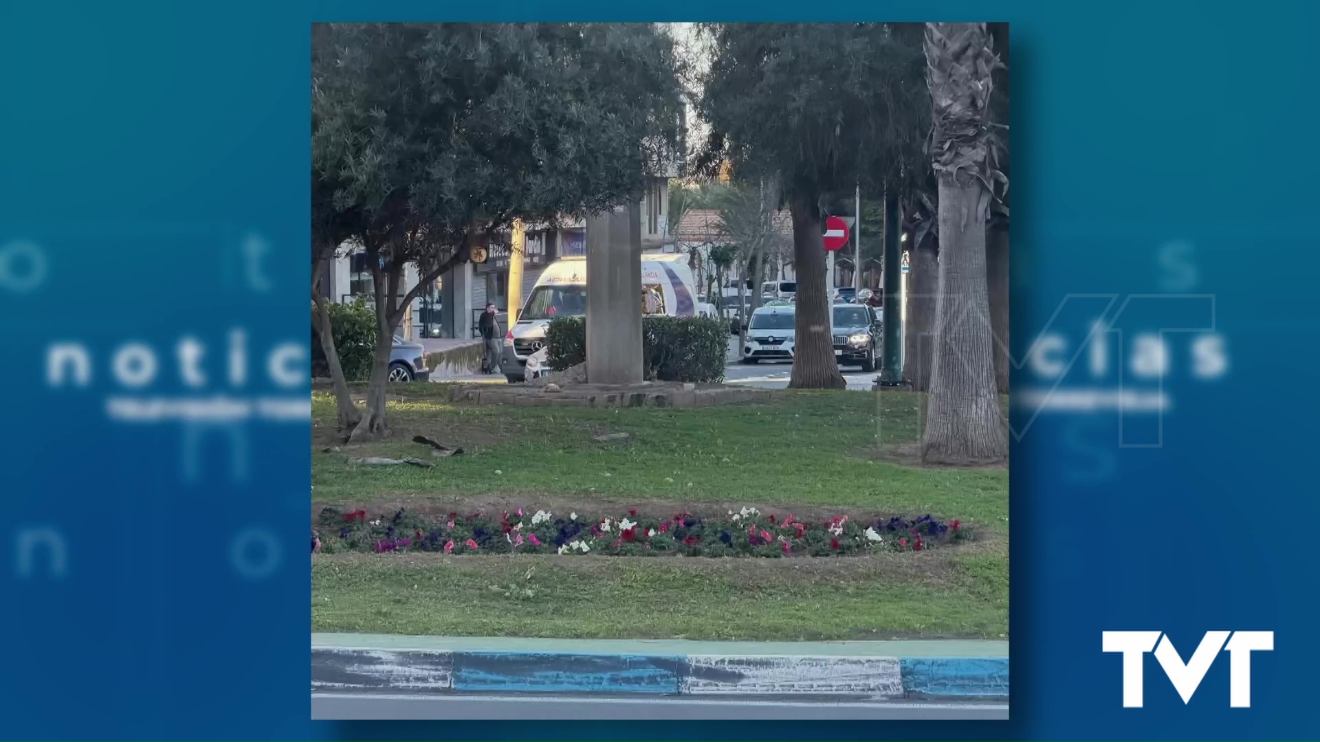 Imagen de Petunias para las rotondas