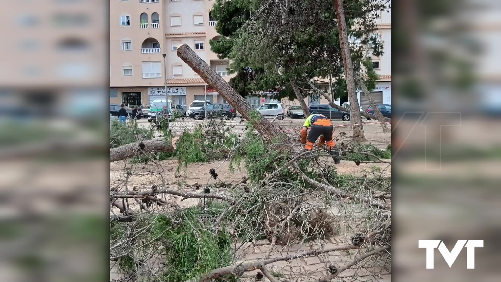 Imagen de Continúan los trabajos de retirada de árboles y ramas caídas por los últimos temporales