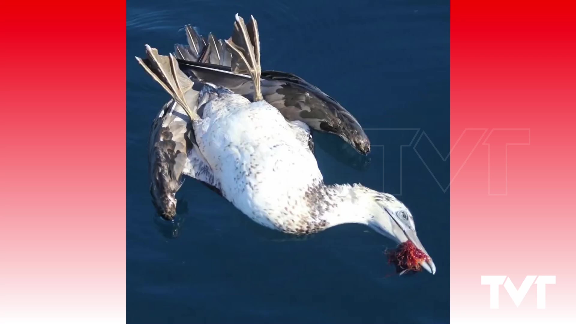 Imagen de Las consecuencias mortales para fauna marina de los residuos en el mar 