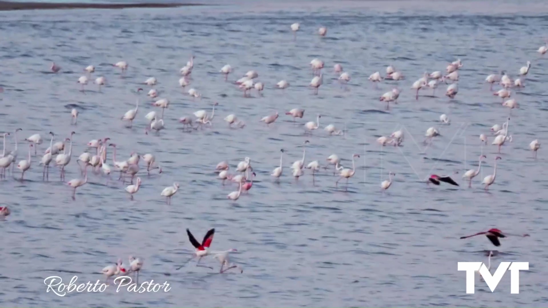 Imagen de Se adelanta la temporada de flamencos que escogen el Parque Natural de las Lagunas de La Mata y Torrevieja para nidificar